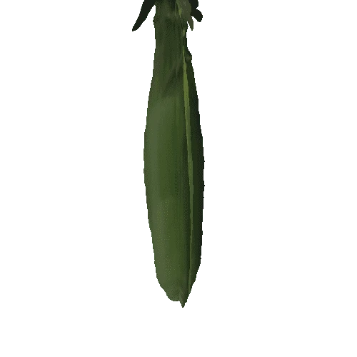 ear of corn  2